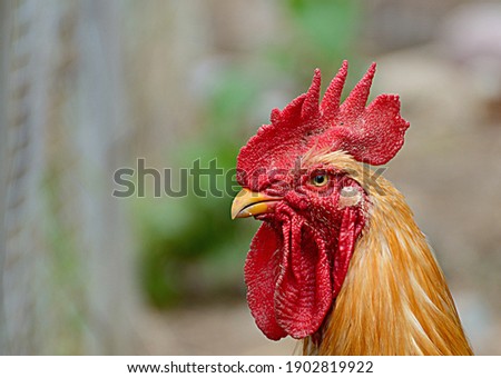 Close up of bantam Head with blurred background 
