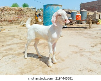 Close Up Of The Barbari Goat Eating Grass In Farm.Goat Grazing In Farm.Grazing Animal. Barbari Goat Breed In India And Pakistan.Face Closeup Of A Beautiful Goat While Eating Grass. Milk Giving Animal.