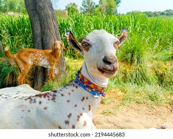 Close Up Of The Barbari Goat Eating Grass In Farm.Goat Grazing In Farm.Grazing Animal. Barbari Goat Breed In India And Pakistan.Face Closeup Of A Beautiful Goat While Eating Grass. Milk Giving Animal.