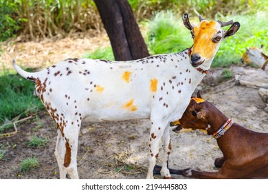 Close Up Of The Barbari Goat Eating Grass In Farm.Goat Grazing In Farm.Grazing Animal. Barbari Goat Breed In India And Pakistan.Face Closeup Of A Beautiful Goat While Eating Grass. Milk Giving Animal.