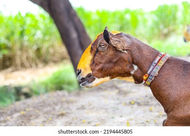 Close Up Of The Barbari Goat Eating Grass In Farm.Goat Grazing In Farm.Grazing Animal. Barbari Goat Breed In India And Pakistan.Face Closeup Of A Beautiful Goat While Eating Grass. Milk Giving Animal.