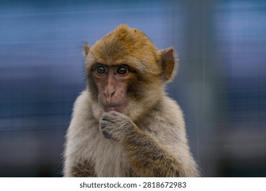 close up of a barbary macaque 