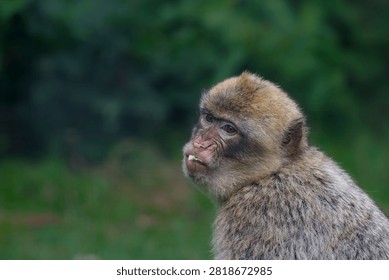 close up of a barbary macaque 