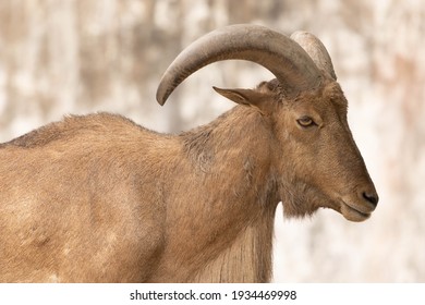 Close up of barbary sheep (ammotragus lervia) standing on the rock