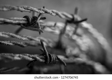 
Close up of a barbed wire - Powered by Shutterstock