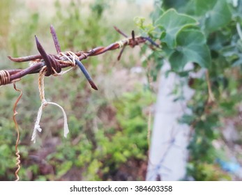 close up barbed wire.