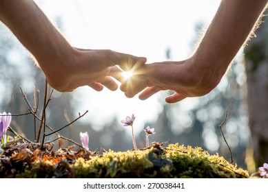 Close up Bare Hand of a Man Covering Small Flowers at the Garden with Sunlight Between Fingers.