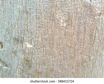Close up  the bark 1