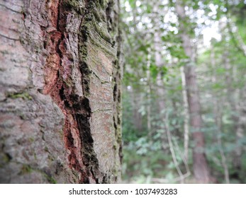 close up bark