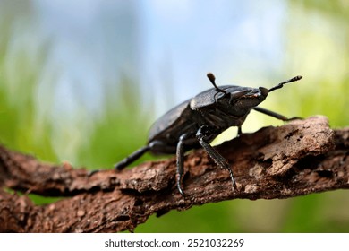 close up of a bark beetle, Dorcus parallelipipedus, also known as the lesser stag beetle, on a bark