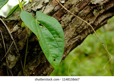 Close up of the bark of a large tree