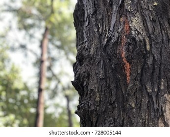 Close up to bark log pattern grain.