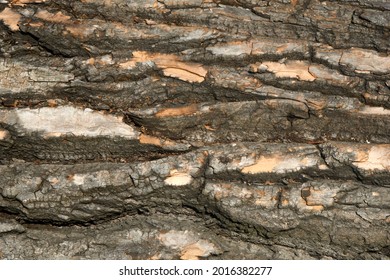 Close Up of Bark on Tree Stump. Old tree. many years old. carbon sink. close up of bark.macro photography. multi use. blog. article. background or backdrop. sunlight on bark. High quality photo - Shutterstock ID 2016382277
