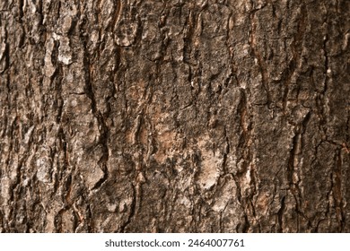 Close Up of Bark on Tree Stump. Old tree. many years old. carbon sink. close up of bark. macro photography. multi use. blog. article. background or backdrop. sunlight on bark. High quality photo - Powered by Shutterstock