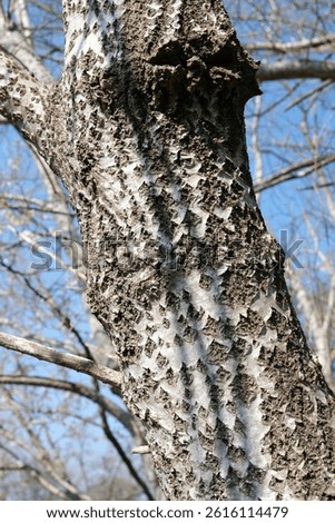 Close up of the bark texture on a white poplar tree.