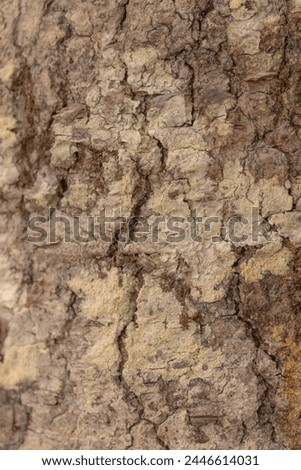 Close up of bark of a tree in Salmonier Park.