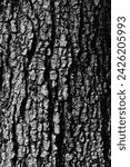 close up bark of tree texture, black and white style