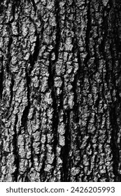 close up bark of tree texture, black and white style
