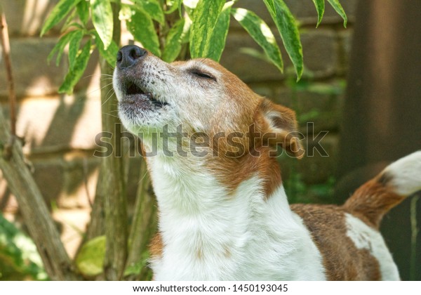 Close Barking Jack Russell Terrier Dog Stock Photo (Edit Now) 1450193045