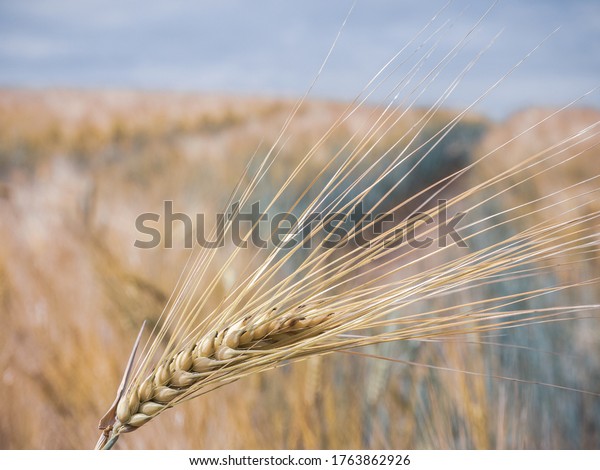 a\
close up of a barley barrow in front of a barley\
field