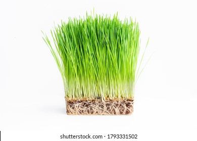 Close Up Barley Grass On White.Food And Drink Concepts