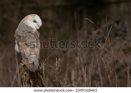 A close up of a barn owl sitting on a post with a brown hedgerow backround