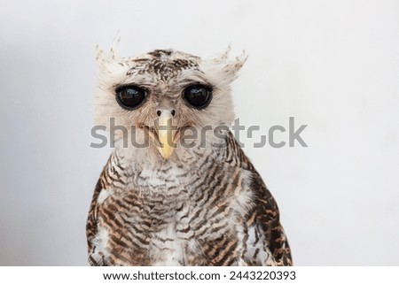 Close up of Barred Eagle-owl bird 