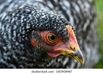 Close Up of a Barred Rock Pullet - Young Hen