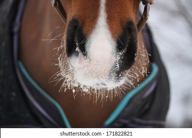 Close up of bay horse nuzzle in winter