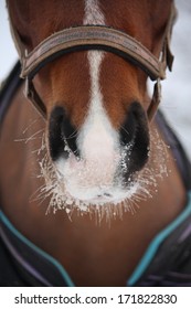 Close up of bay horse nuzzle in winter