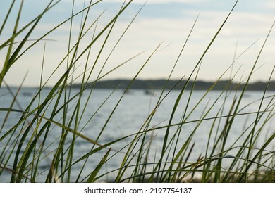 Close Up Of Beach Grass With Boats In The Background On The Wate