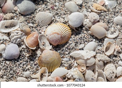 Close Up Of Beach Sand With Lots Of Sea Shells.