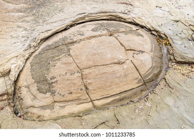 Close Up Of A Beach's Unique Turtle Shaped Sandstone Rock Formation On Beautiful Protection Island, British Columbia, Canada.