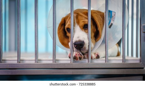 Close up of A beagle dog with elizabeth collar sitting in the cage at the animal hospital/veterinary Clinic waiting for recovery from treatment and find a good home.  - Powered by Shutterstock