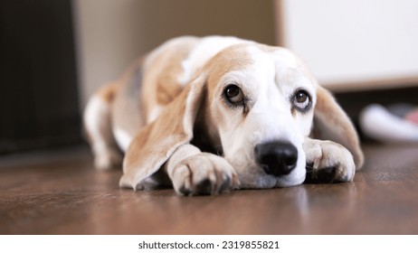 Close up The beagle dog lies on the floor sad, sick, bored and looks up at the owner. High quality photo - Shutterstock ID 2319855821