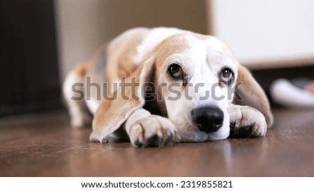 Close up The beagle dog lies on the floor sad, sick, bored and looks up at the owner. High quality photo
