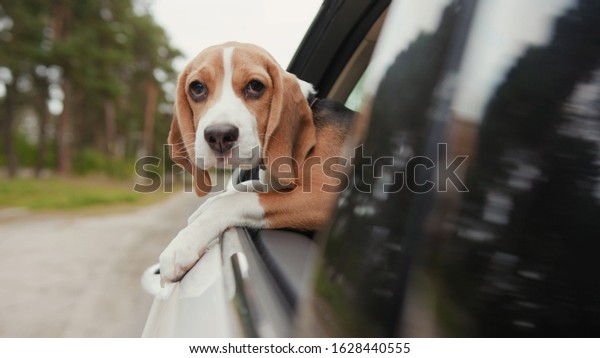 Close up beagle dog riding a car and putting head\
out of window and watching outside look around fun suburb travel\
nature vacation curious cute animal pet fresh trip vehicle enjoy\
adorable slow motion