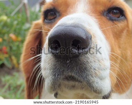 A close up of a beagle face. Dog nose of Estonian Hound. Close up picture of dog's nose