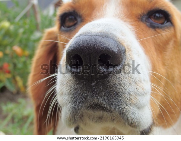 A close up of a beagle face. Dog\
nose of Estonian Hound. Close up picture of dog\'s\
nose