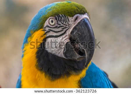 close up of beak bird macaw parrot.