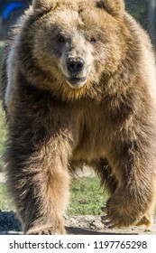 Close up of a bear