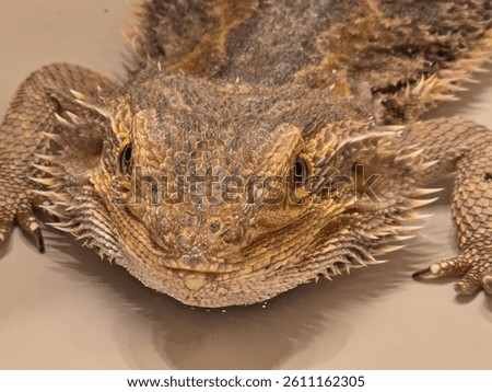 Close up of a Bearded Dragon