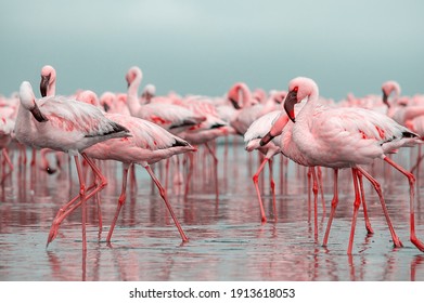 Close Beautiful African Flamingos That Standing Stock Photo 1913618053 ...