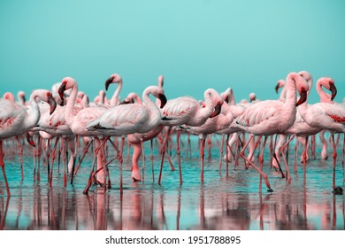 Close up of beautiful African flamingos that are standing in still water with reflection. Namibia - Powered by Shutterstock