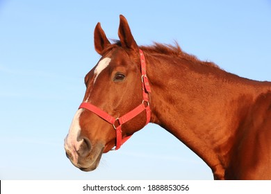 Close up of a beautiful anglo-arabian stallion against blue sky summertime at sunset