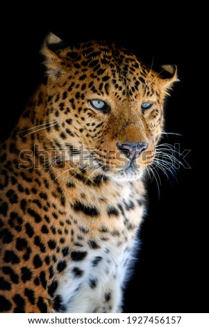 Close up beautiful angry big leopard isolated on black background