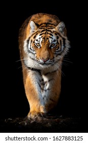 Close up beautiful angry big tiger isolated on black background