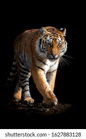 Close up beautiful angry big tiger isolated on black background