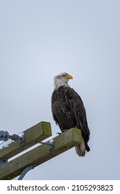 Close Up Of A Beautiful Bald Eagle Resting On The Side Of A Telephone Pole