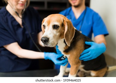 Close up of a beautiful beagle dog at the veterinarian. Caucasian and hispanic professional vet with gloves checking the health of a cute dog at the pet clinic